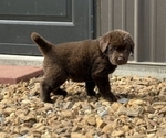 Small #3 Newfoundland