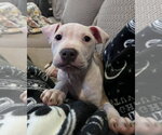Small #2 Mutt