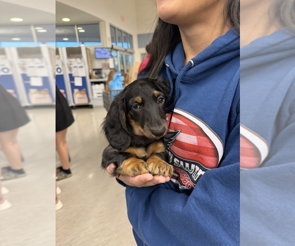 Medium Photo #3 Dachshund Puppy For Sale in LANEXA, VA, USA