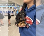 Small #2 Dachshund