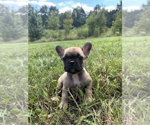 French Bulldog Puppy for sale in DAVIDSONVILLE, MD, USA