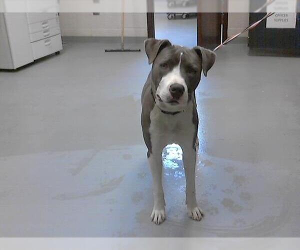 Medium Photo #1 American Pit Bull Terrier Puppy For Sale in Fayetteville, NC, USA