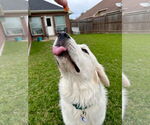 Small #2 Great Pyrenees