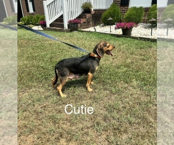 Medium Photo #1 Beagle Puppy For Sale in NATHALIE, VA, USA