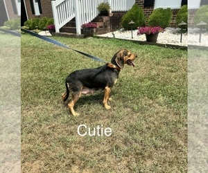 Mother of the Beagle puppies born on 05/20/2026