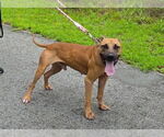 Small #2 American Pit Bull Terrier