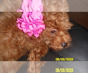 Poodle (Toy) Puppy for sale in DULUTH, GA, USA