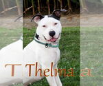 Small #5 American Pit Bull Terrier
