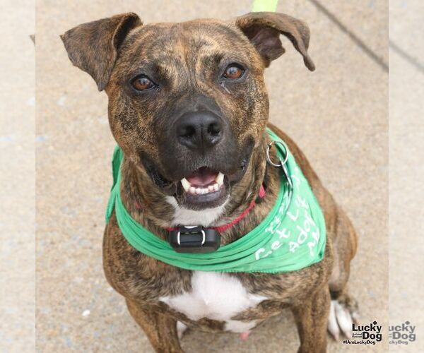 Medium Photo #3 Plott Hound-Unknown Mix Puppy For Sale in Washington, DC, USA