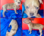 Puppy Puppy 3 American Bully