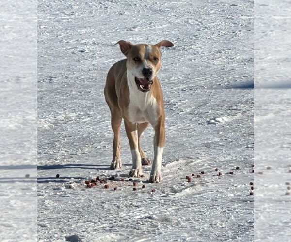 Medium Photo #5 American Pit Bull Terrier-Unknown Mix Puppy For Sale in Great Bend, KS, USA
