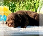 Small Photo #1 Labrador Retriever Puppy For Sale in DRY RUN, PA, USA