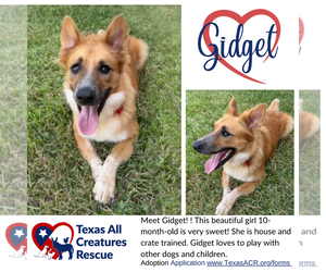 Mutt Dogs for adoption in Lillian, TX, USA