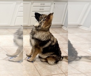 German Shepherd Dog Puppy for sale in SPRING, TX, USA