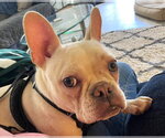 Small Faux Frenchbo Bulldog