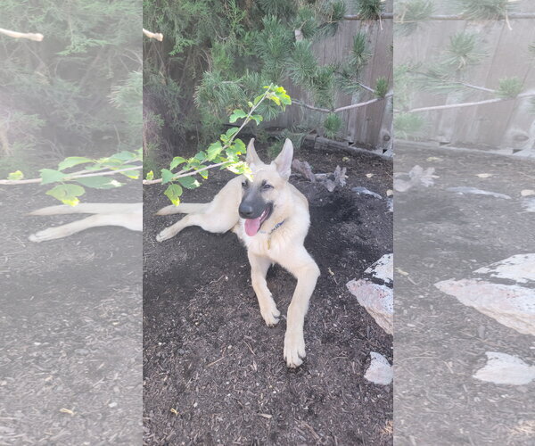 Medium Photo #9 Mutt Puppy For Sale in Sandy, UT, USA