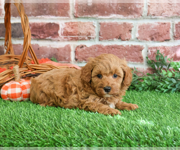 Medium Photo #2 Cavapoo-Poodle (Miniature) Mix Puppy For Sale in SYRACUSE, IN, USA