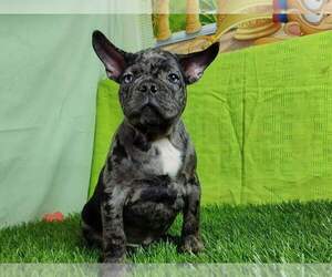 French Bulldog Puppy for sale in EASTON, PA, USA