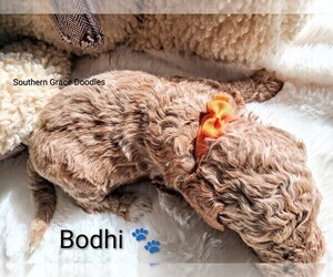 Medium Goldendoodle (Miniature)