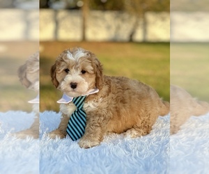 Goldendoodle (Miniature) Puppy for sale in FROSTPROOF, FL, USA