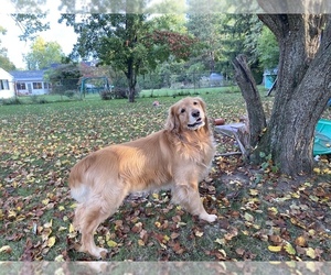 Golden Retriever Puppy for sale in MAUMEE, OH, USA
