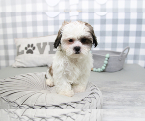 Poodle (Miniature)-ShihPoo Mix Puppy for sale in MARIETTA, GA, USA