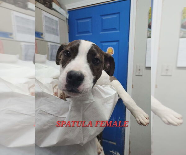 Medium Photo #1 Mutt Puppy For Sale in Evansville, IN, USA