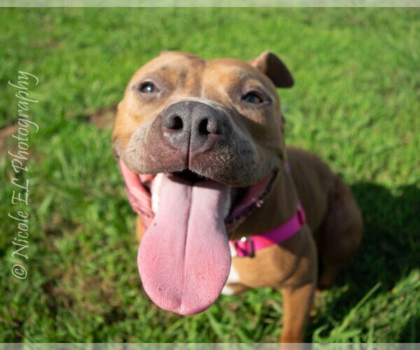 Medium Photo #3 American Pit Bull Terrier Puppy For Sale in Virginia Beach, VA, USA