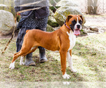 Small Boxer