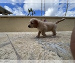 Small #7 Labradoodle