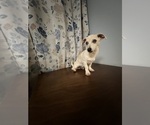 Small #31 Chihuahua