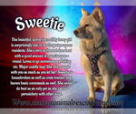 Small #3 Golden Retriever-Huskies  Mix