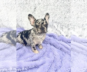 French Bulldog Puppy for sale in SANDY HOOK, KY, USA