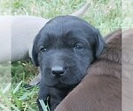 Small #8 Labrador Retriever