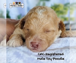 Poodle (Toy) Puppy for sale in ROCKLEDGE, FL, USA