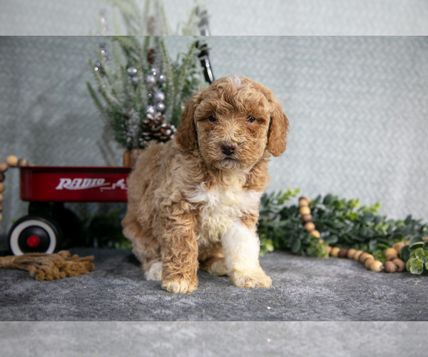 Medium Photo #3 Poodle (Miniature) Puppy For Sale in WOLCOTTVILLE, IN, USA