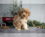 Small #2 Poodle (Miniature)