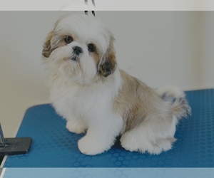 Shih Tzu Puppy for Sale in ORLANDO, Florida USA