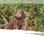 Small #16 ShihPoo