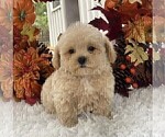 Small #6 Poodle (Toy)