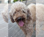 Small #3 Poodle (Toy)