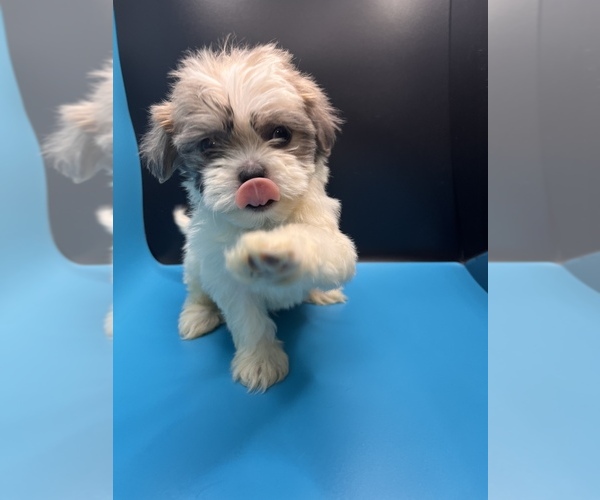 Medium Photo #3 Maltipoo-Shih Tzu Mix Puppy For Sale in SAINT AUGUSTINE, FL, USA