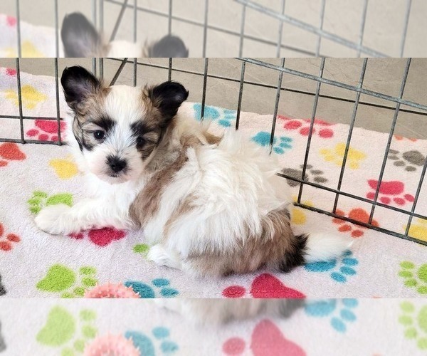Medium Photo #4 Papitese Puppy For Sale in ORO VALLEY, AZ, USA