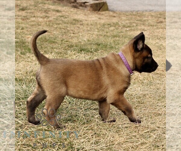 Medium Photo #4 Belgian Malinois Puppy For Sale in STRASBURG, PA, USA