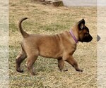 Small Photo #4 Belgian Malinois Puppy For Sale in STRASBURG, PA, USA