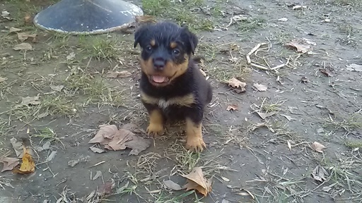 Medium Photo #1 Rottweiler Puppy For Sale in ADEL, IN, USA