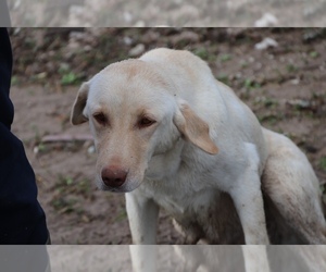 Labrador Retriever Dog for Adoption in WORTHINGTON, Indiana USA