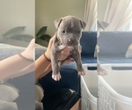 Small Photo #37 American Bully Puppy For Sale in NAUGATUCK, CT, USA