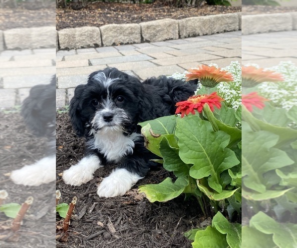 Medium Photo #2 Cavanese Puppy For Sale in CANOGA, NY, USA