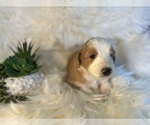 Small Photo #16 F2 Aussiedoodle-Irish Doodle Mix Puppy For Sale in SACRAMENTO, CA, USA